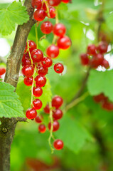 Ripe red currants in the garden. A branch of berries on a green background.