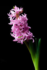 Lilac-purple hyacinth flower blooming on the dark black background
