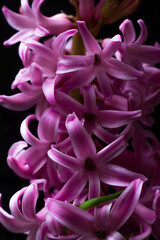 Naklejka premium Lilac-purple hyacinth flower blooming on the dark black background
