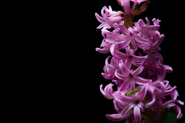 Lilac-purple hyacinth flower blooming on the dark black background