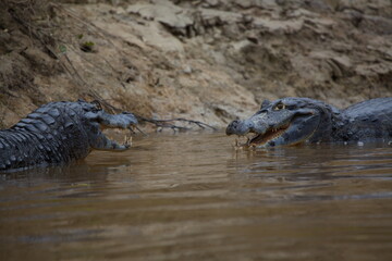 Closeup side on portrait of two Black Caiman (Melanosuchus niger) fighting in water with jaws open showing teeth, Bolivia