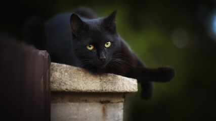 A black cat lying on a fence