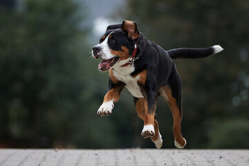 A dog running along the road
