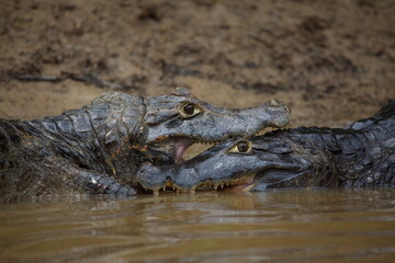 Closeup of two Black Caiman (Melanosuchus niger) fighting in water with jaws locked open showing teeth, Bolivia
