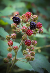 Blackberry bush in the forest