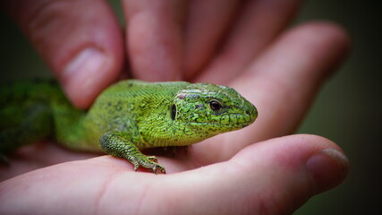 green lizard on hand