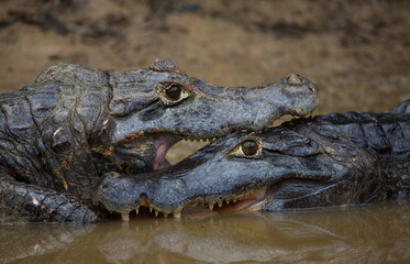 Extreme closeup of two Black Caiman (Melanosuchus niger) fighting in water with jaws locked open showing teeth, Bolivia