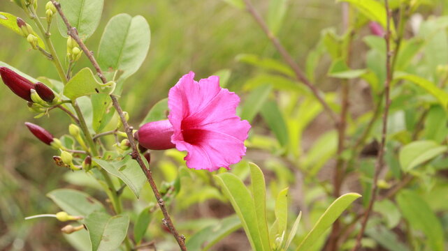 Single farest red  flower  at Thottikallu Falls Bangalore rural