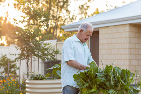 elderly man in his garden