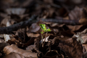 sprout of beech growing from rotten leafes
