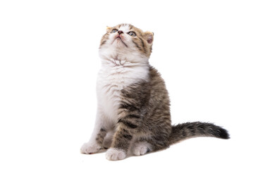Fototapeta premium kitten isolated