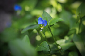 Asiatic blue dayflower, Commelina communis
