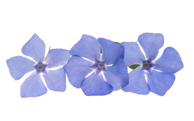 periwinkle flower isolated