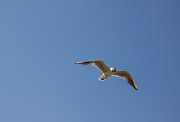 Fototapeta na wymiar A white gull in close-up hovers in the air with its wings spread against the background of a cloudless clear blue sky and a space for copying. Concept-summer vacation and freedom
