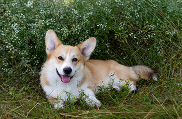 pembroke corgi in the summer