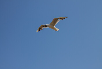 A white gull in close-up hovers in the air with its wings spread against the background of a cloudless clear blue sky and a space for copying. Concept-summer vacation and freedom