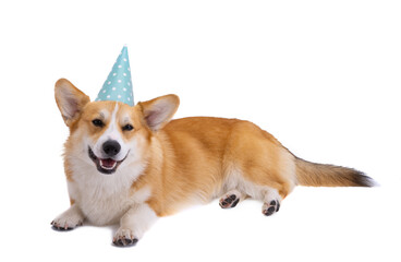 corgi in a cap isolated