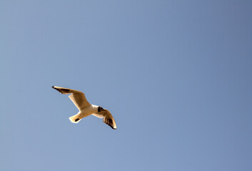A lonely great white gull in the blue sky close-up and space to copy on a bright summer sunny day