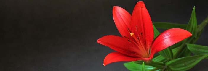 red lily, large flower with red petals, fragrant flower, pollen