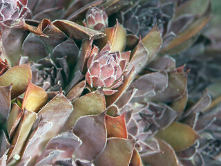 Makro 2021 Sommer