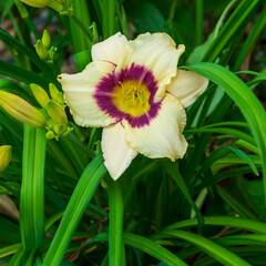A day lily flower bloom in a garden.