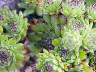 Makro 2021 Sommer