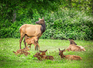 A deer nursing her fawn in the middle of a group of other fawns