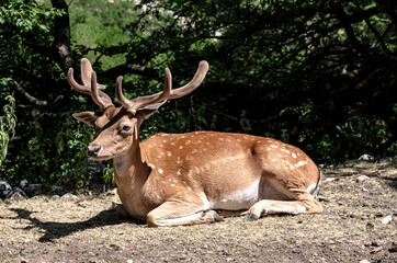 Male Fallow  Deer in the Woods