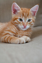 Sleepy ginger two-month-old kitten lies on a beige armchair. Vertical photo format
