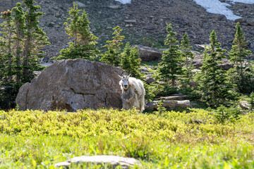 Mountain goat emerges from the trees into a meadow in Glacier National Park