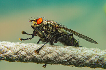An ordinary fly on a cord