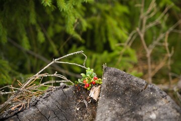 Red lingonberry in the forest