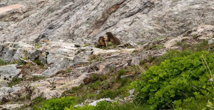 Marmotte