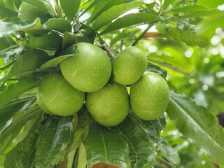 green apples on tree