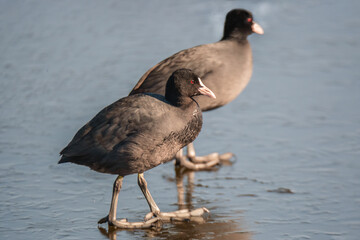 Eurasian Coot, (Fulica atra) in its natural habitat.