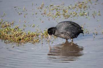 Eurasian Coot, (Fulica atra) in its natural habitat.