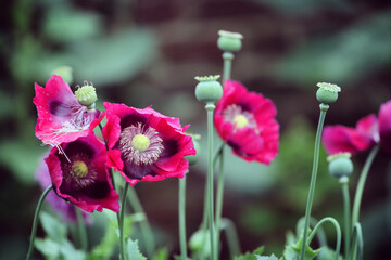Deep pink opium poppy in flower - obrazy, fototapety, plakaty