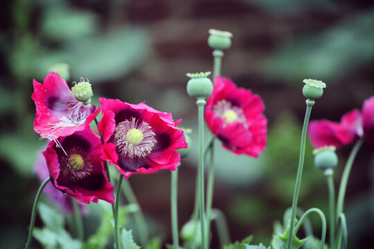 Deep pink opium poppy in flower