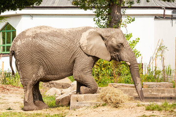 Słoń w zoo  - obrazy, fototapety, plakaty