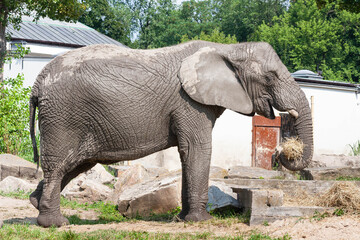 Fototapeta premium Słoń w zoo 