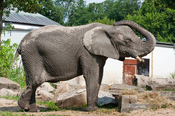 Słoń w zoo  - obrazy, fototapety, plakaty
