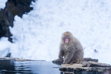 Travel Asia. Red-cheeked monkey. Monkeys soaking in a hot spring at Hakodate is popular hot spring....
