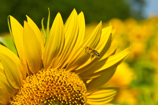 The bee flies up to the sunflower inflorescence