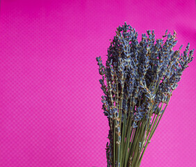 Photo of a bouquet of dried blue lavender on a pink background front view.