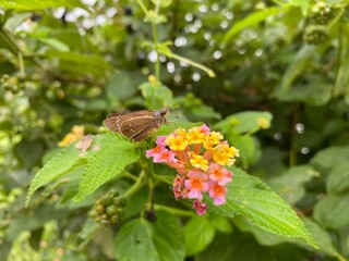 butterfly on a flower