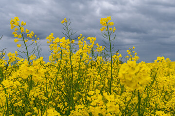 Obraz premium Frühling an der Ostsee am Timmendorfer Strand mit einem blühendem Rapsfeld in den Dünen