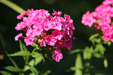 Fototapeta premium Purple flowers phlox paniculata on dark background. Soft blurred selective focus.