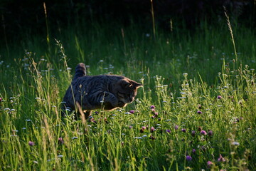 Katze jagt in der Natur
