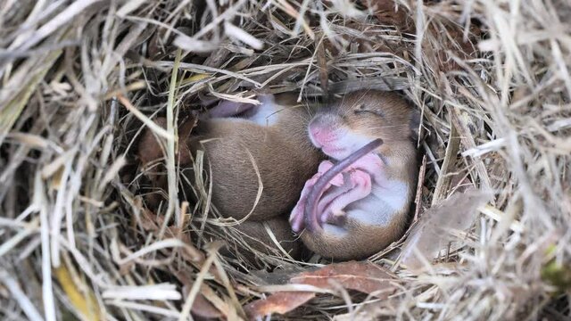 Baby mice sleeping in nest (Mus musculus)