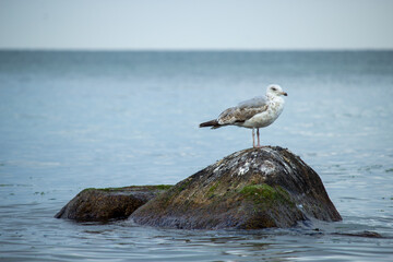 Möwe im Meer